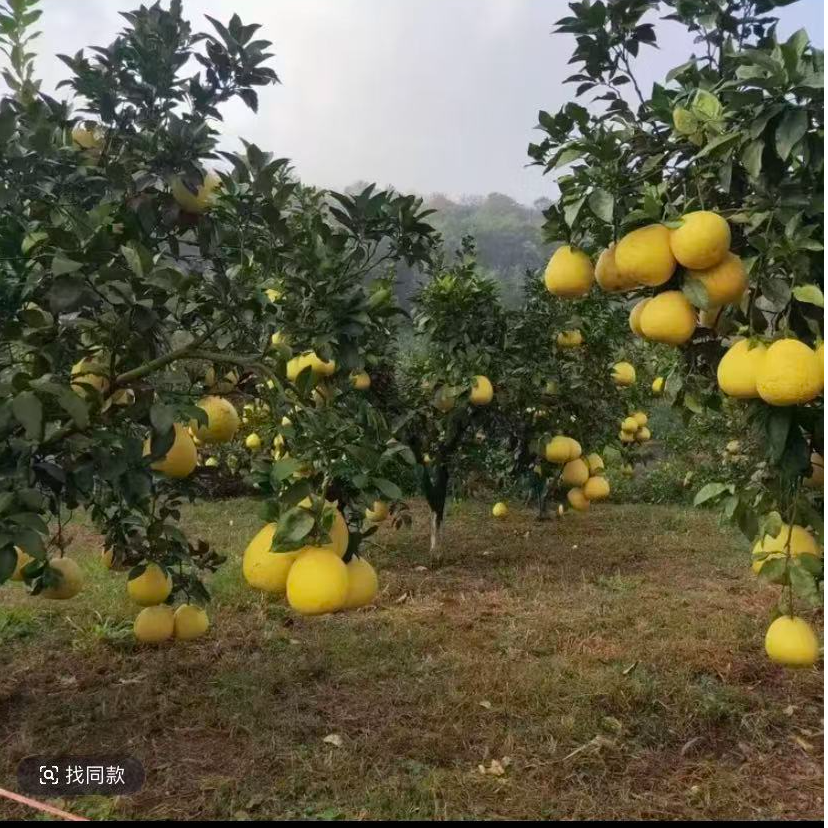 正宗柚子树苗庭院盆栽均可种植