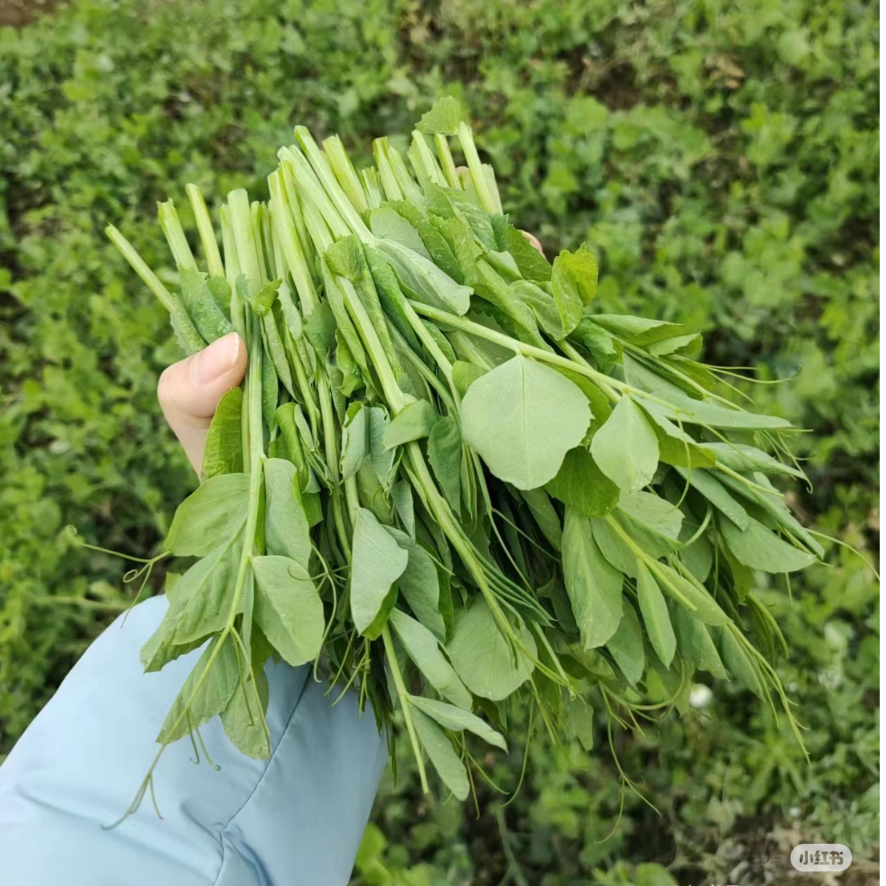 乡村农家种植豌豆尖，现摘现发