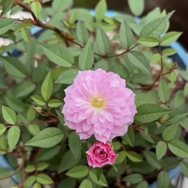 月瞳 超微微型月季 浓香花量多复花快 抗病阳台盆栽