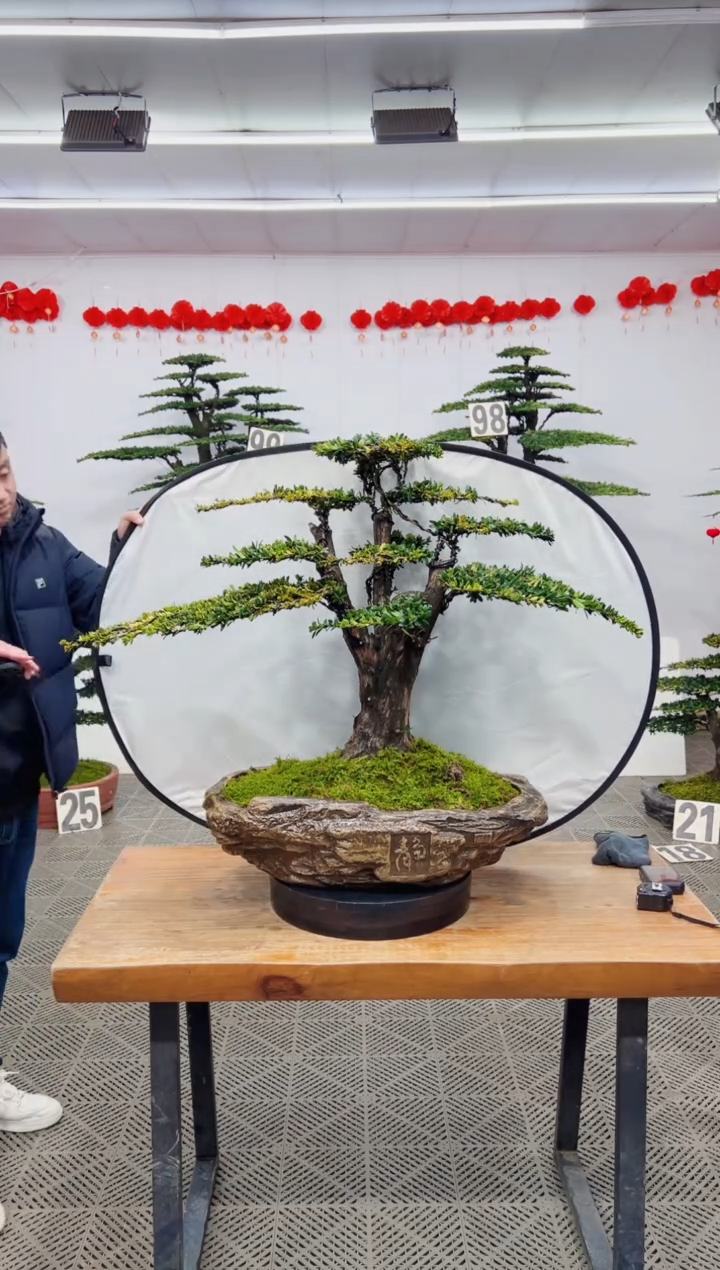 【闪购商品】盆景盆景