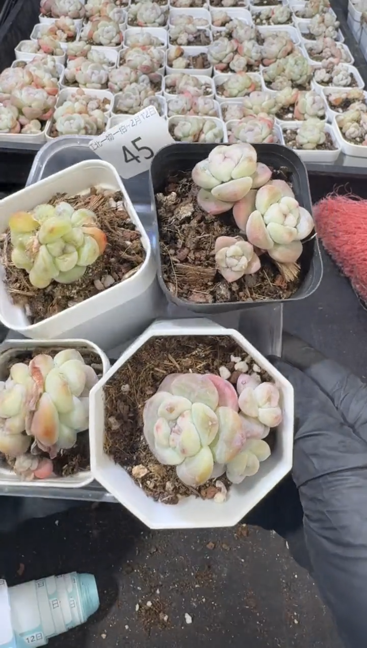 【闪购商品】45号到手一框江北多肉一物一拍