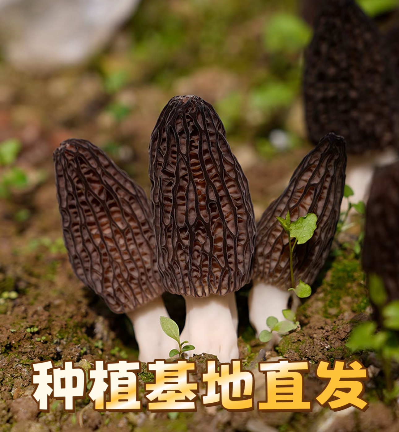 【厂家直销】贵州高山精选头茬羊肚菌滋补炖汤营养菌菇干货