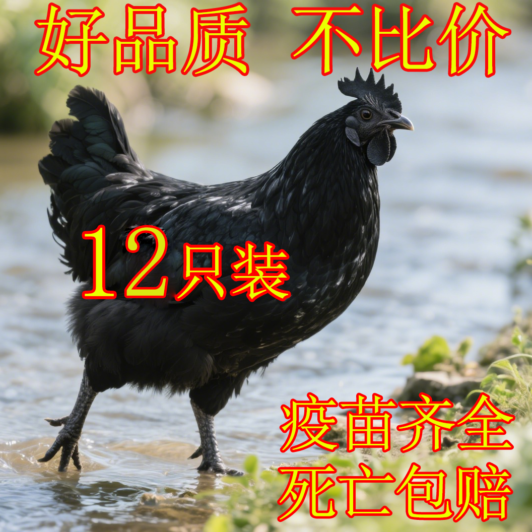 纯种五黑鸡12只发货宠物鸡半斤左右发货绿壳蛋鸡顺丰包邮D