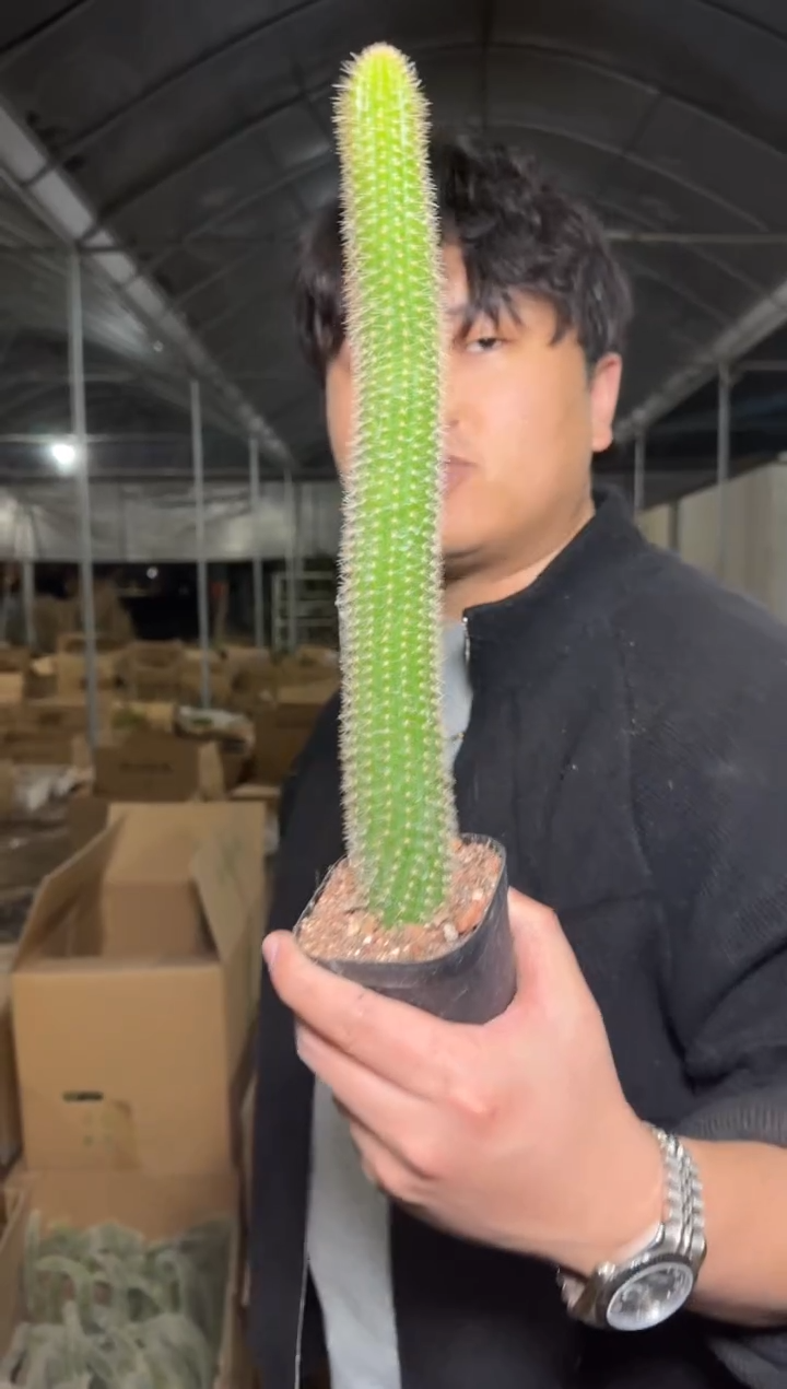 2颗 单头 双色金妞【带根】