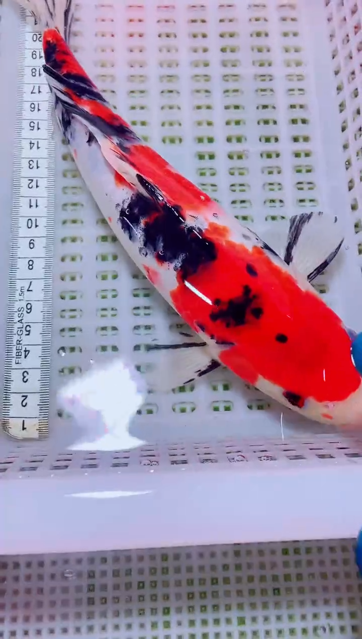 锦鲤血统锦鲤全场包邮21