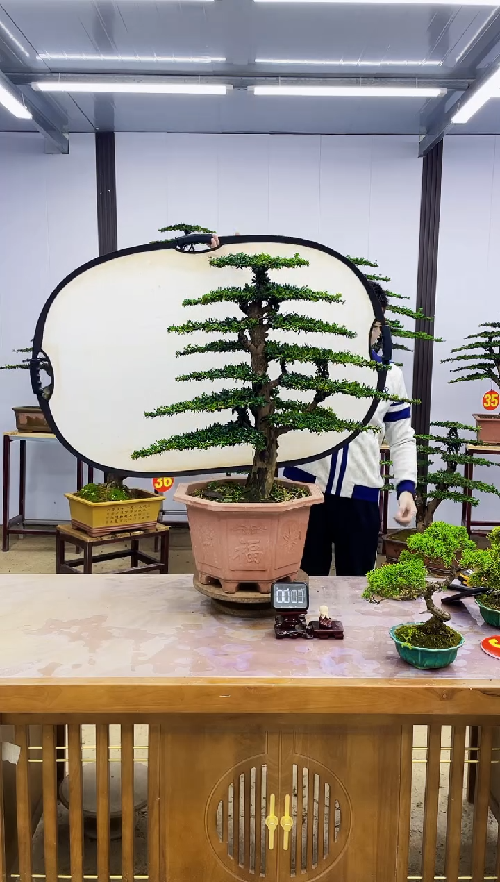 无花朵0000000000000000