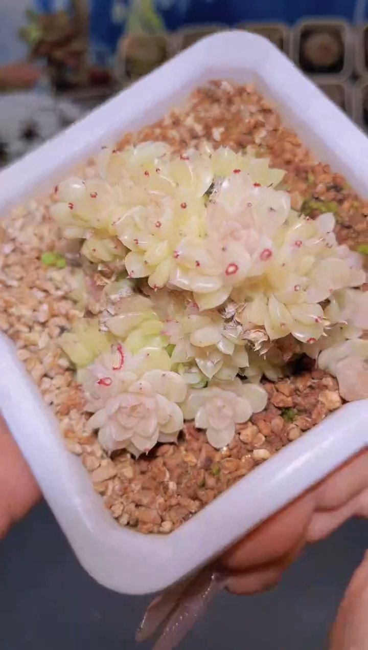 【闪购商品】367超级麦秆一颗不保整