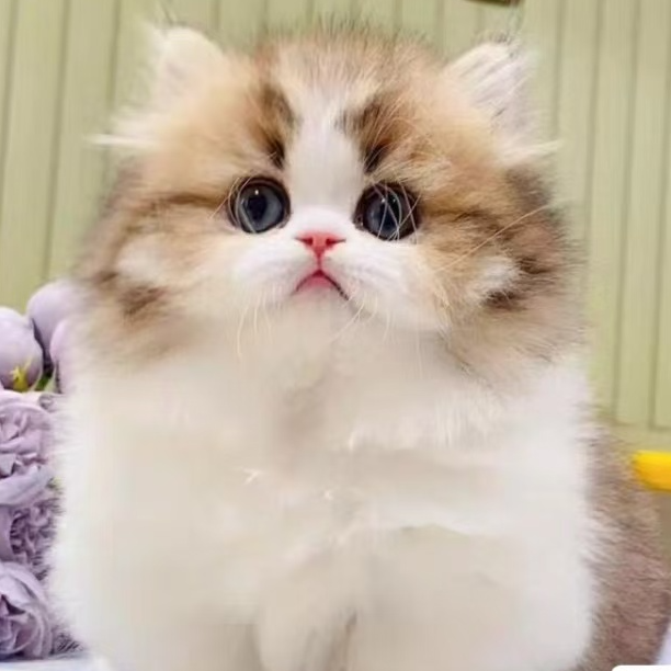 木木猫舍 宠物活体猫咪售卖包含金渐层蓝金渐层长毛布偶猫英短猫