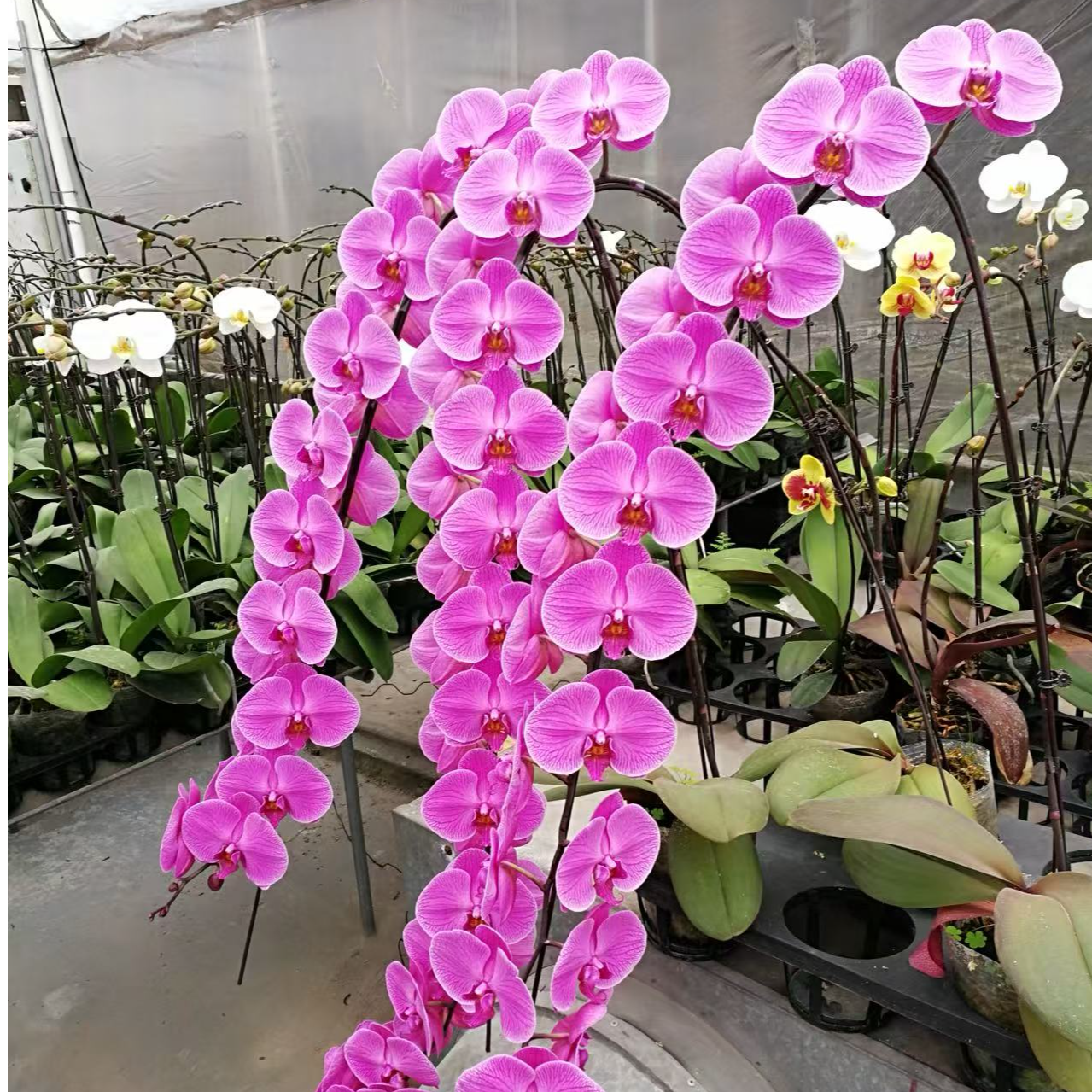 金阳光【v31】3.0寸杯带花剑带花苞龙兰品质粉色系大花 基地直发