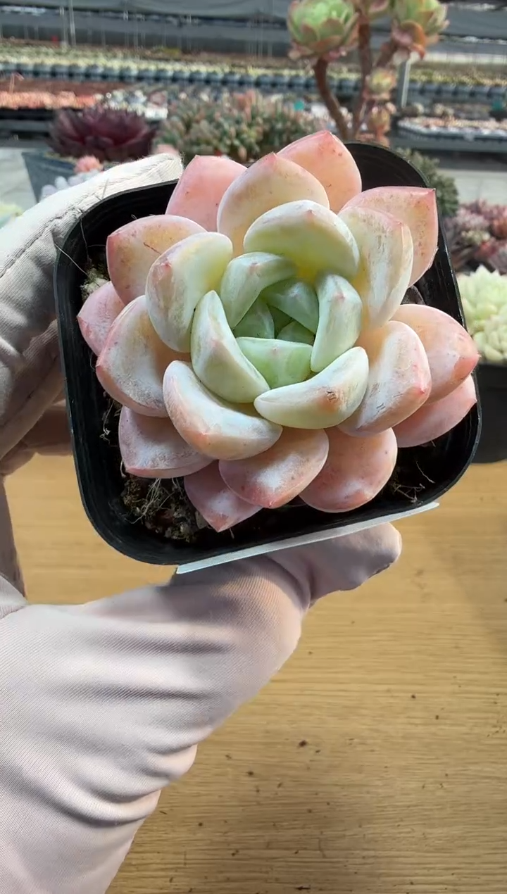 东云多肉园二店-317