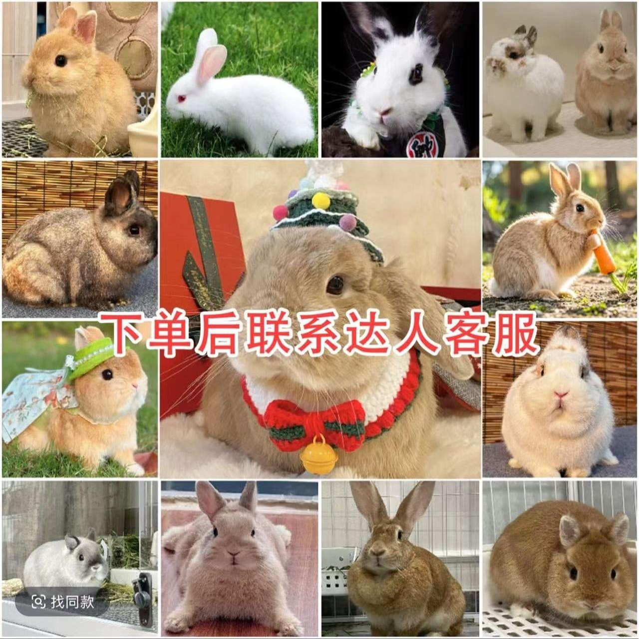 直播挑选宠物熊版链接