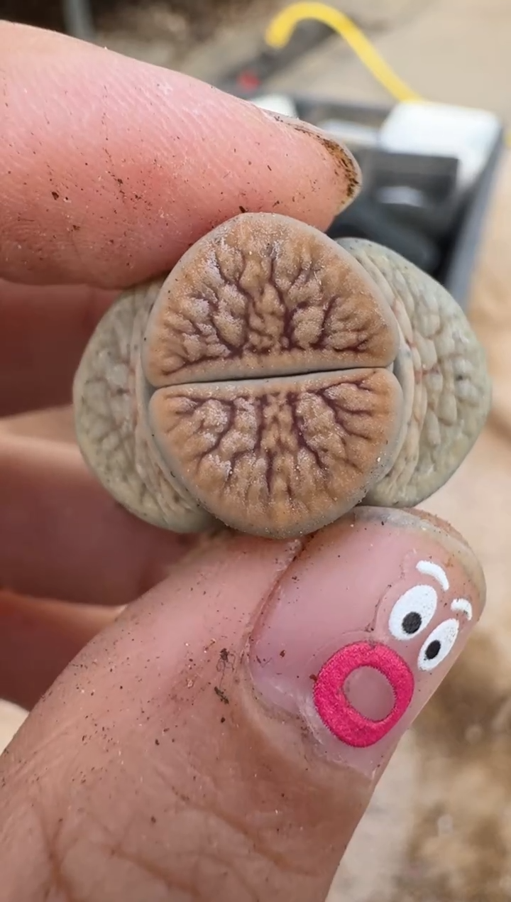 【闪购商品】16-142