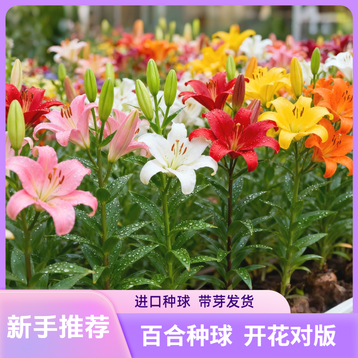 进口亚洲百合花种球盆栽花卉室内外种植四季开花好养易活阳台耐寒