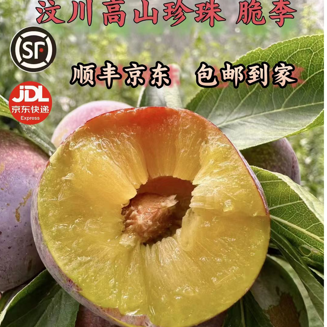 【顺丰包邮】四川汶川高山小脆红脱骨李子新鲜采摘现摘现发应季水果