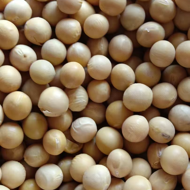 东北特产黑土地黄豆