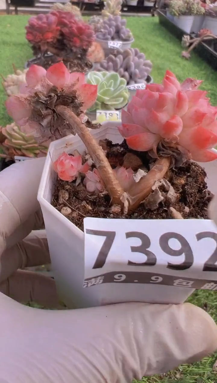 【闪购商品】信福多肉一物一拍