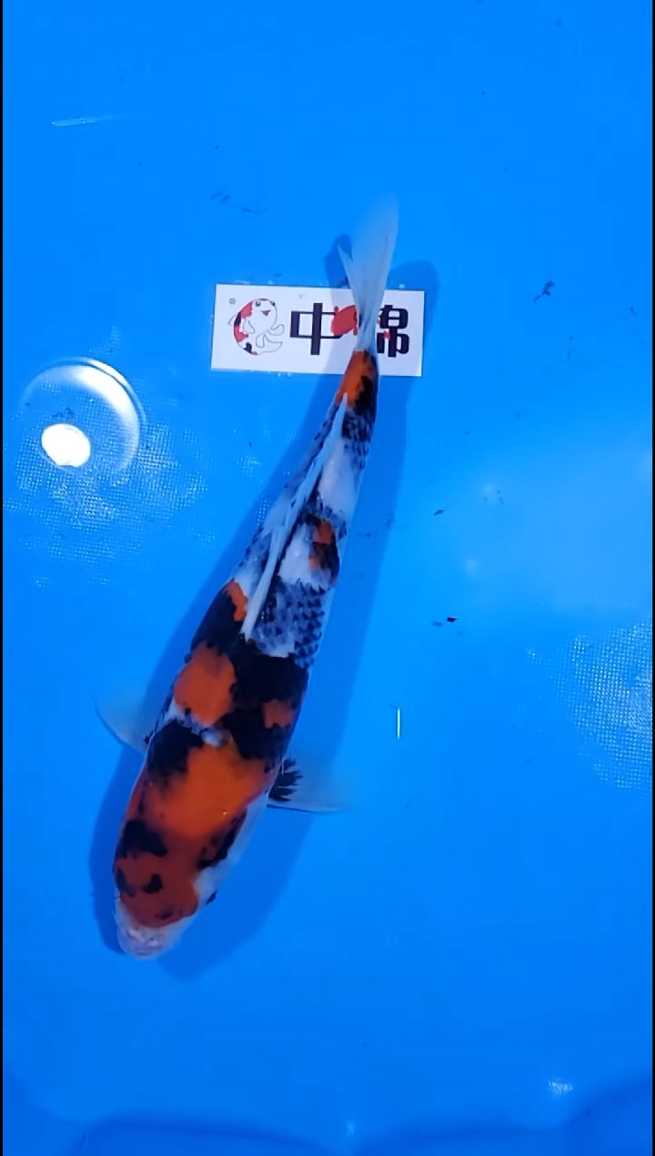 锦鲤【251226-37】昭和三色 31公分 不详 多摩龙 寄养至26年10月
