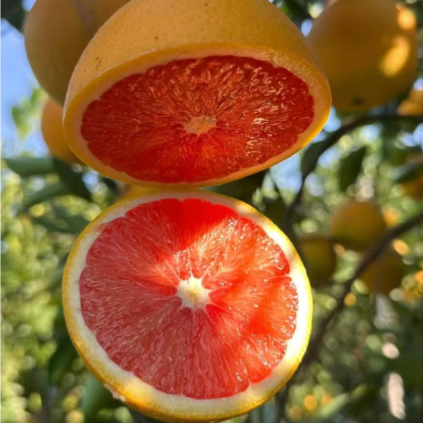 正宗赣南血橙新鲜现摘香甜多汁孕妇放心吃的水果