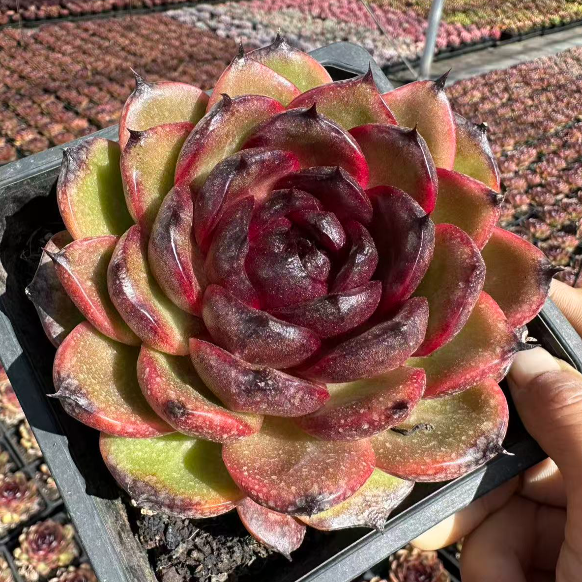 13#牛魔王双11宠粉巨惠版多肉植物    前男友精品多肉  SM0692