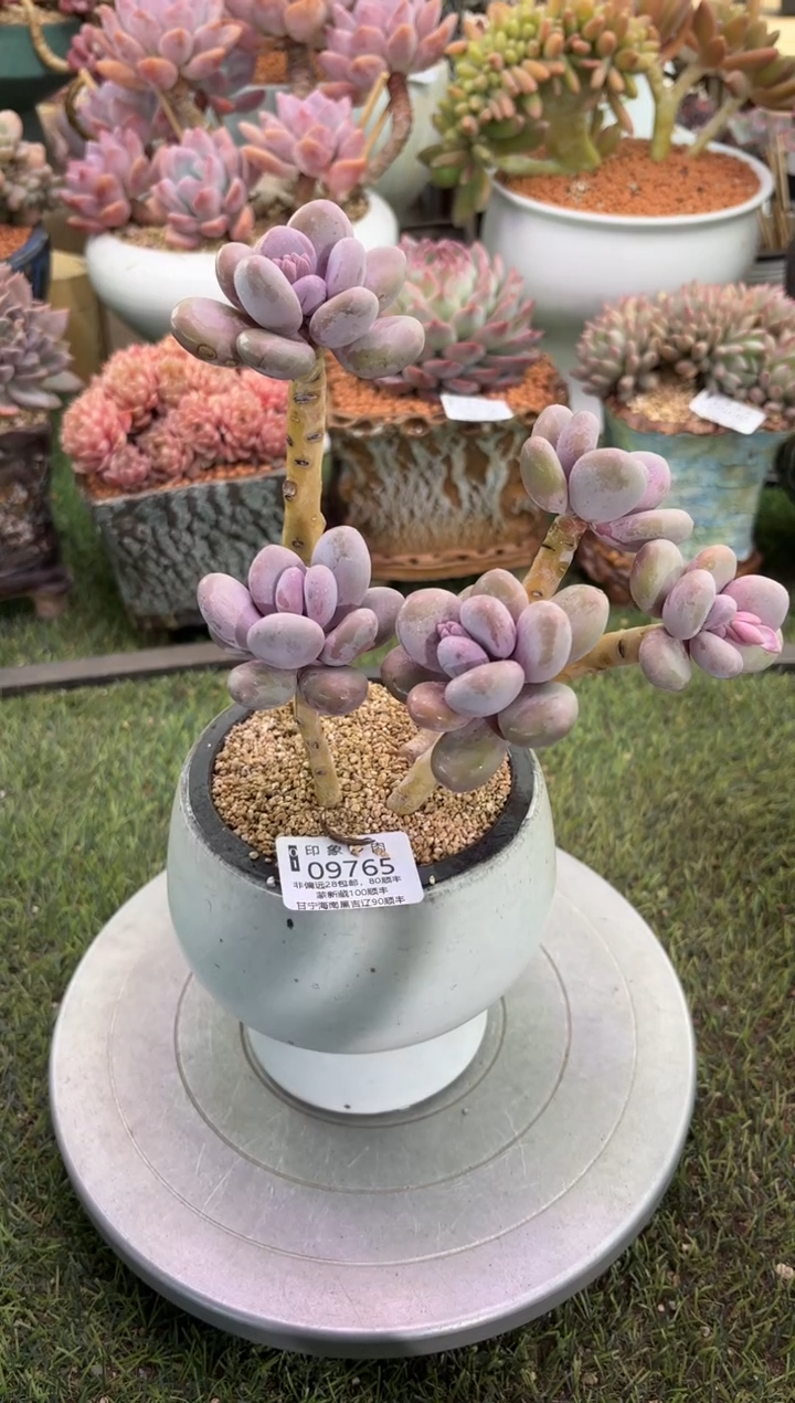 【闪购商品】09765