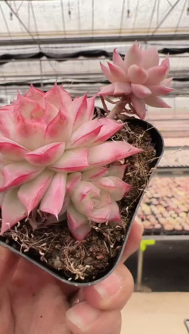 【闪购商品】新款多肉-64