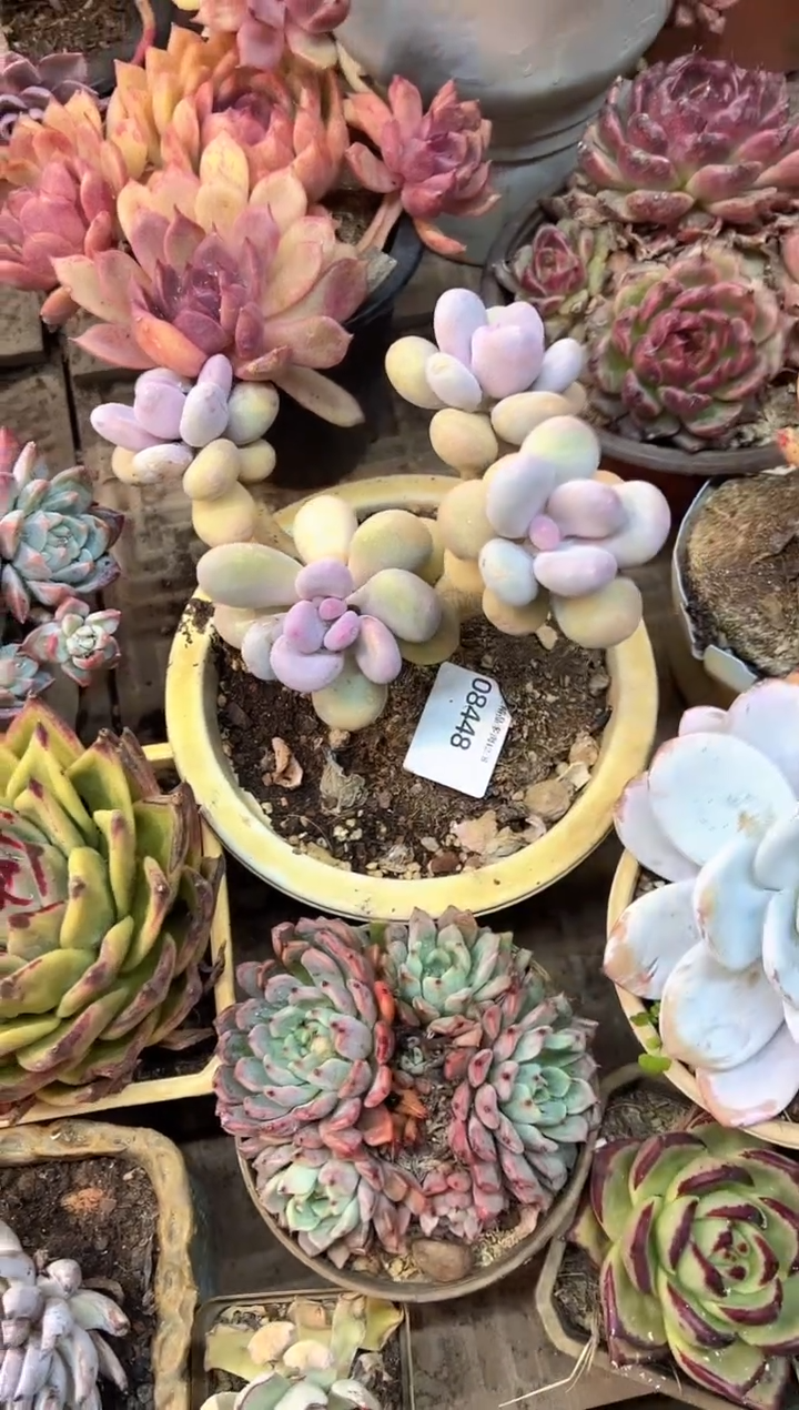 高****头阿迷洲多肉花卉08448