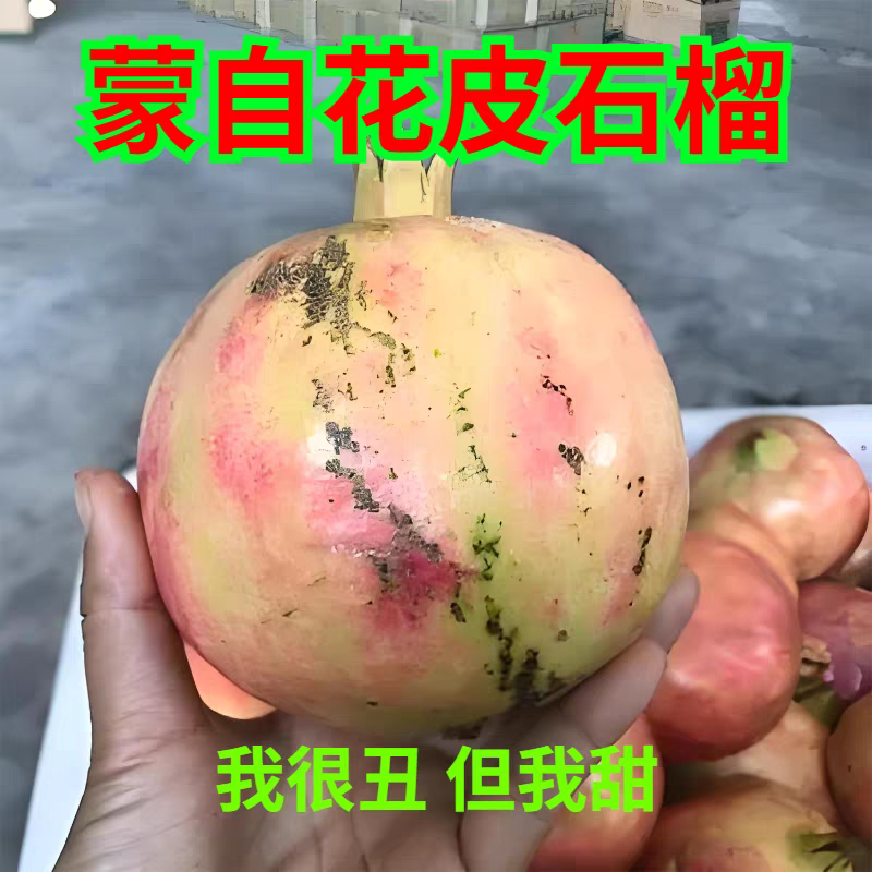 正宗云南蒙自绿籽水晶硬籽石榴花皮丑石榴