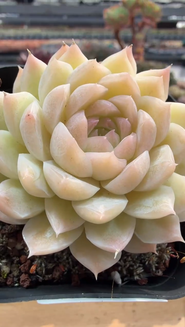 东云多肉园二店-100