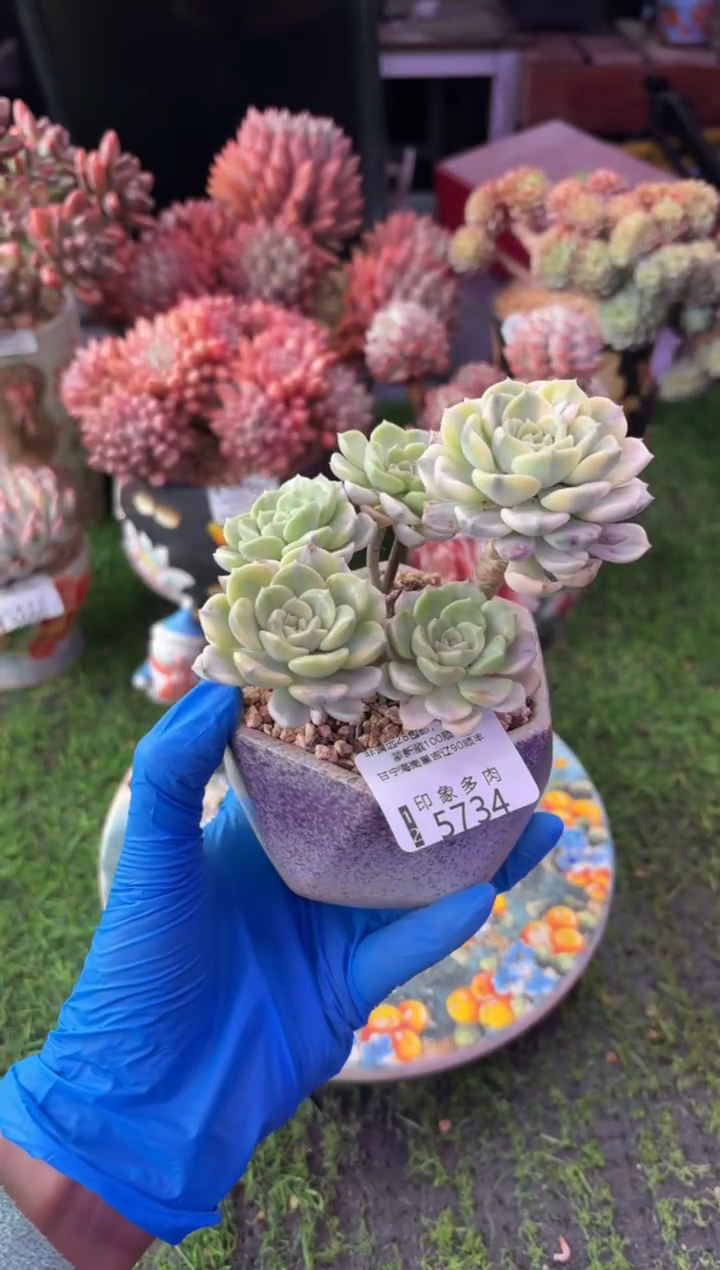 昆明印象多肉5734