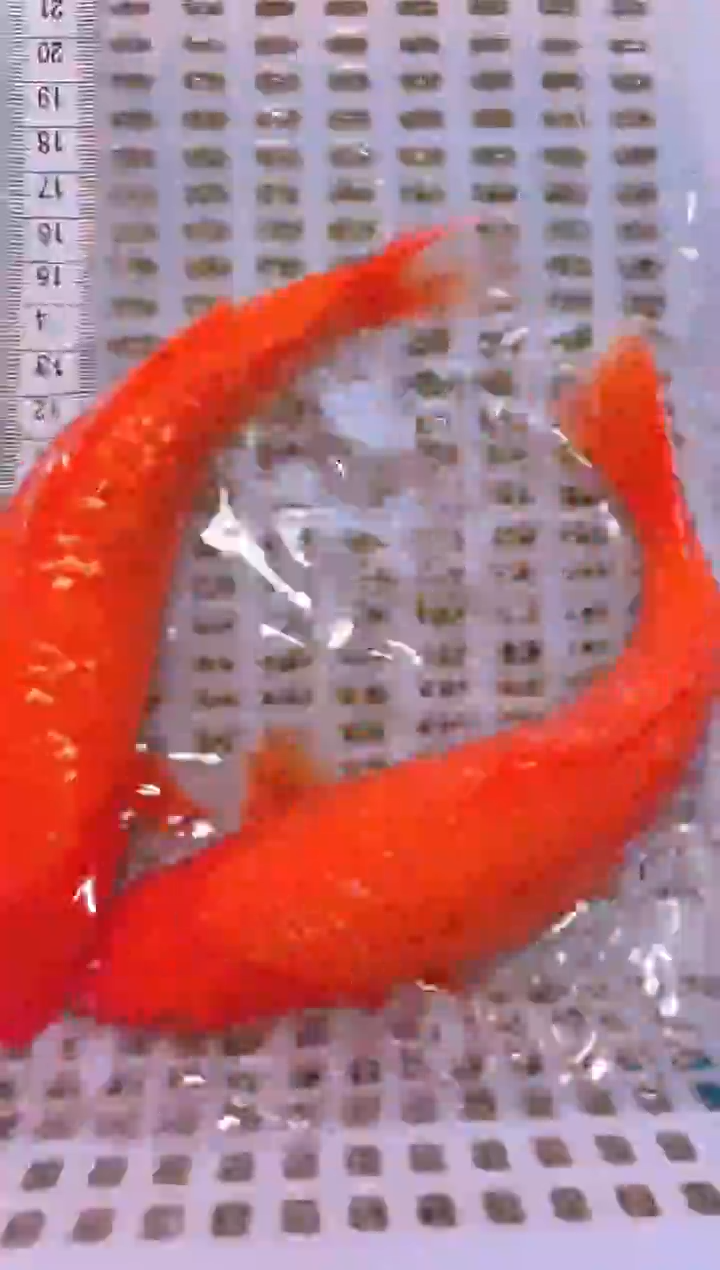 锦鲤冷水观赏鱼全场包邮113