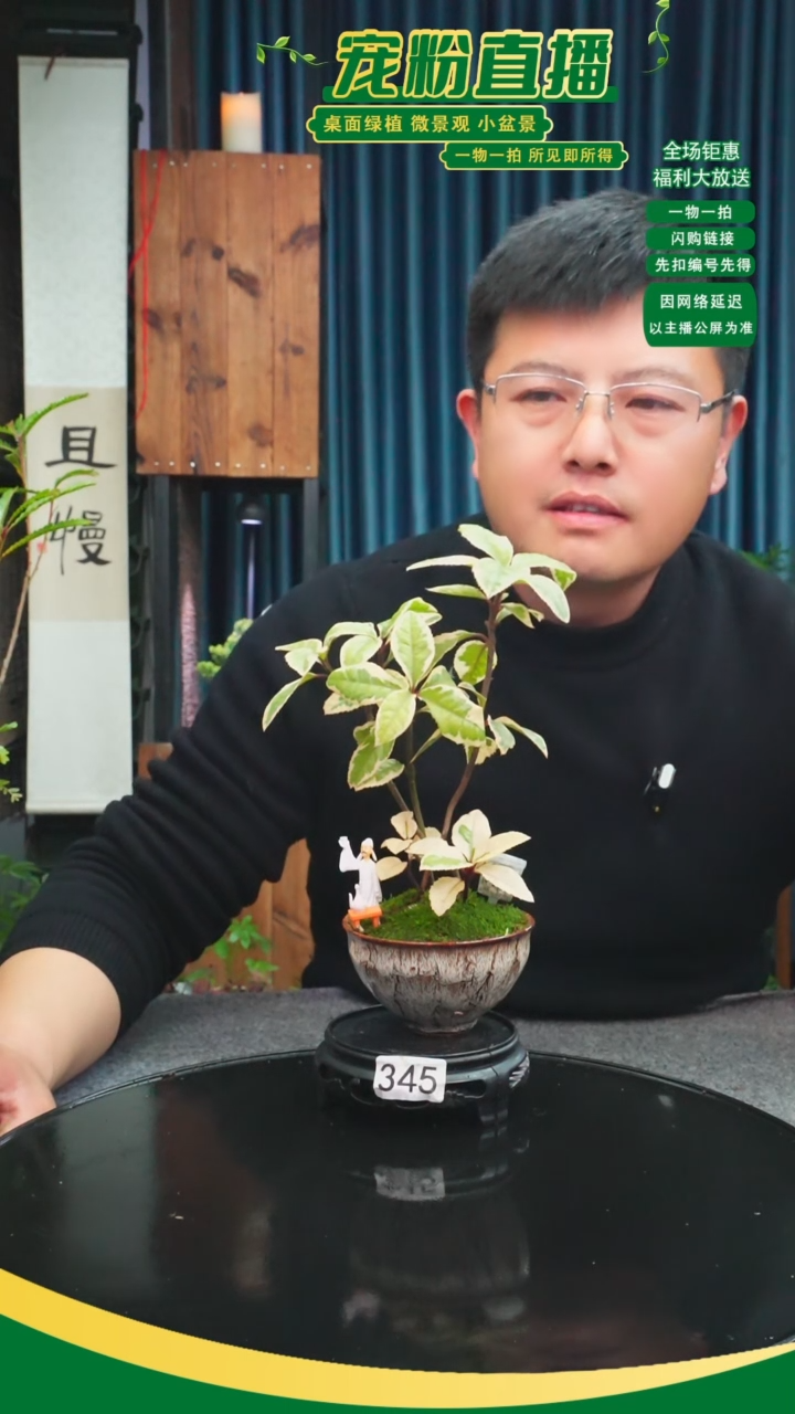无花朵小*点苔藓微景观345号