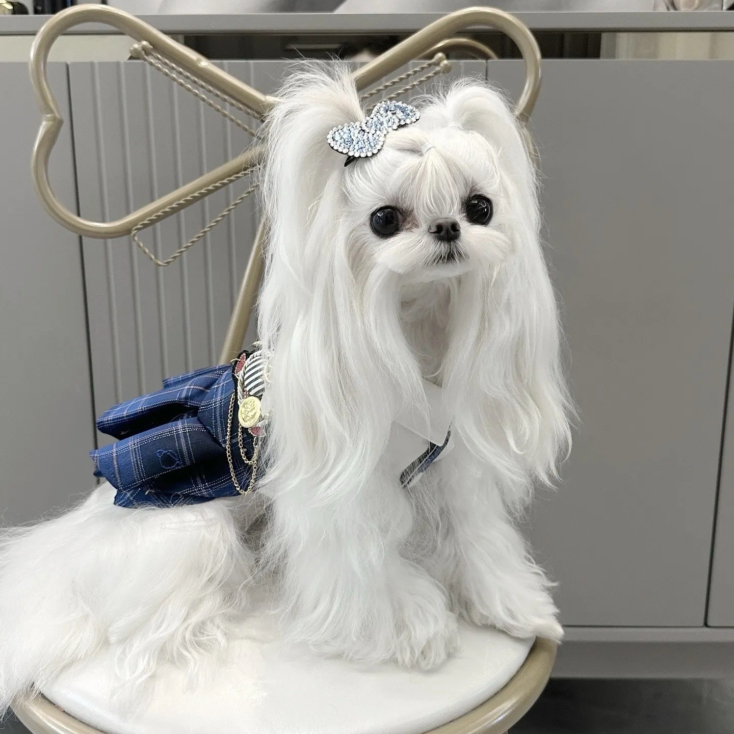 小陈家的韩系萌宠马尔济斯约克夏聪明温顺乖小狗超甜宠物狗狗