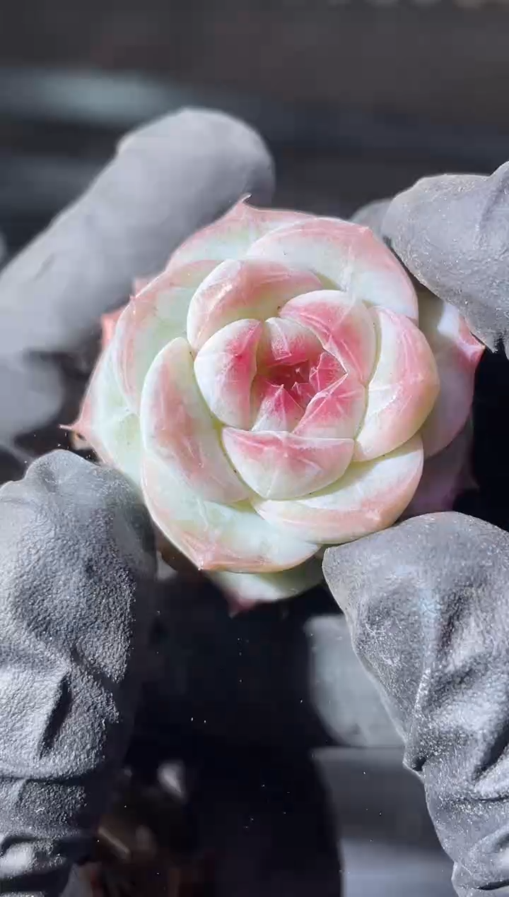 14-15李白2-3厘米量拍发一颗