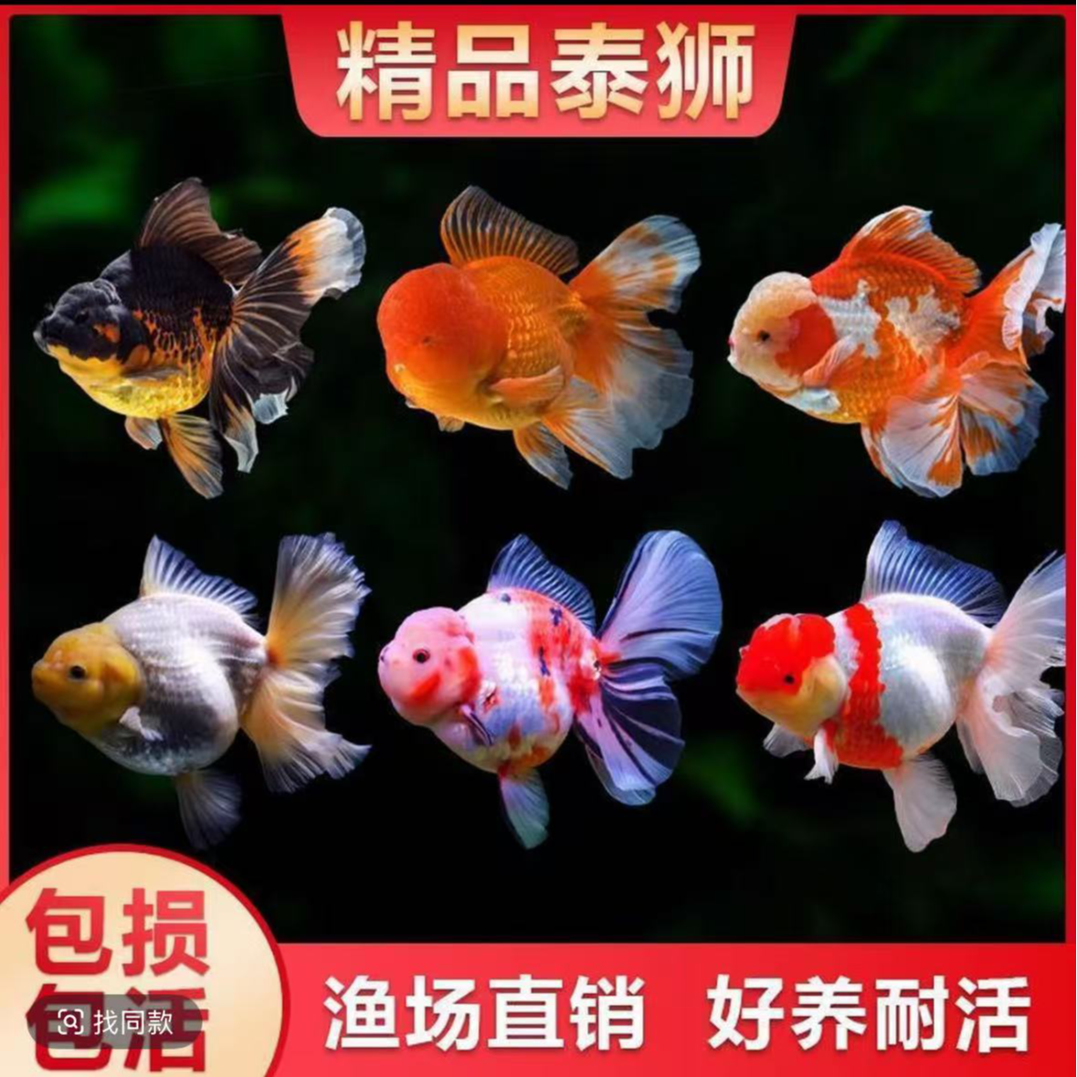 耐活好养巨无霸百褶泰狮金鱼