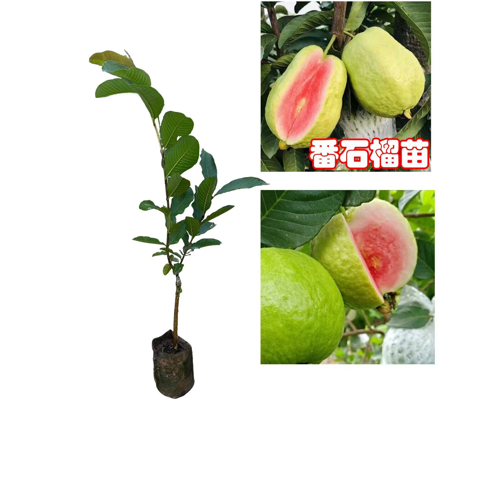 番石榴树果苗嫁接四季番石榴红宝石无籽少籽红心芭乐奶油芭乐树苗