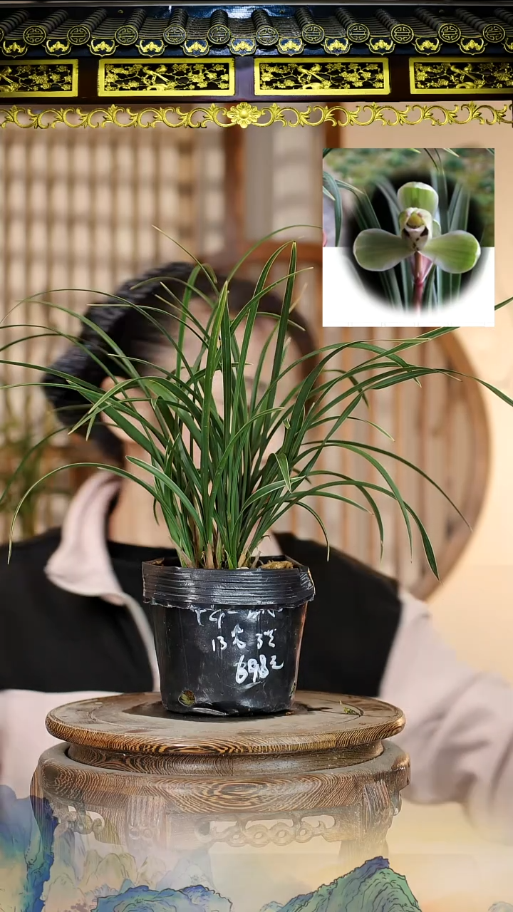 全部花苞中华一品梅13苗3花