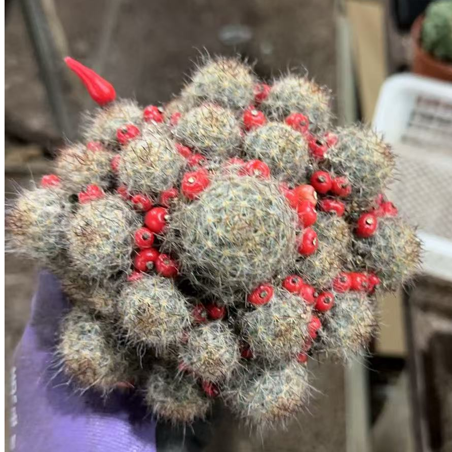 满十八元包邮【多头松霞仙人球】