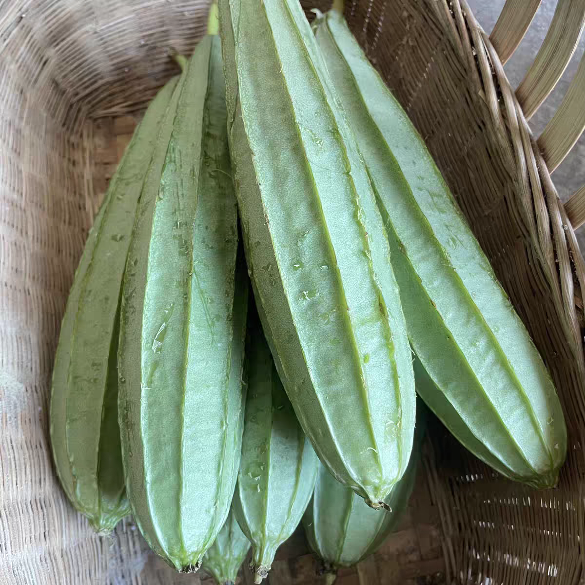 丝瓜棱角丝瓜八角丝瓜味甜大肉丝瓜农家自种蔬菜
