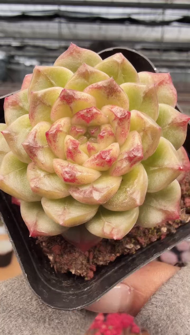 东云多肉园新款-381