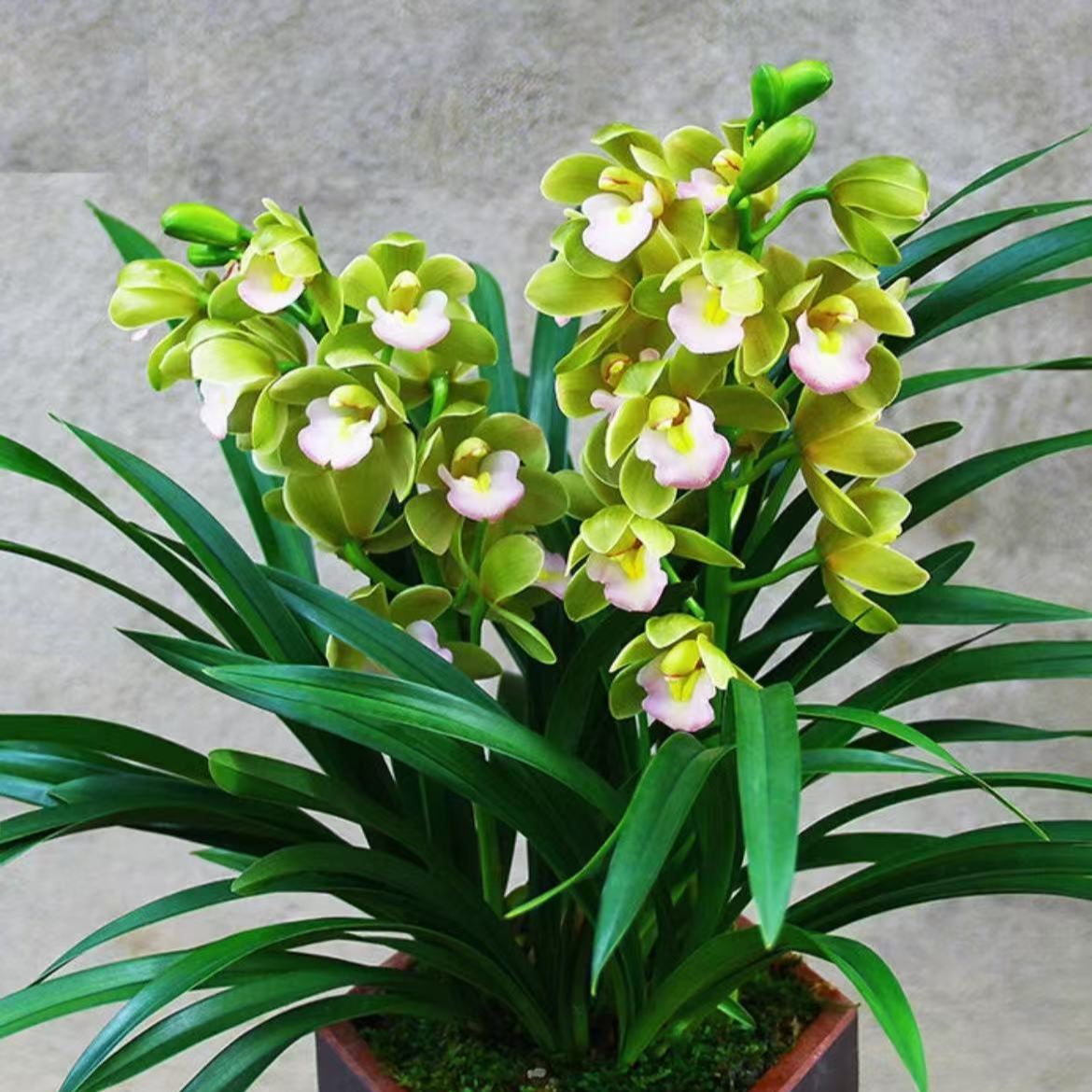 精品兰花【香水香兰】带花剑花苞的大花惠兰室内高档好养花卉