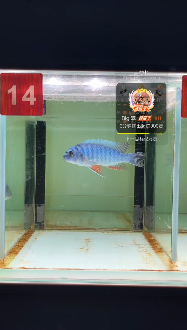 海水野生三湖慈鲷松比西
