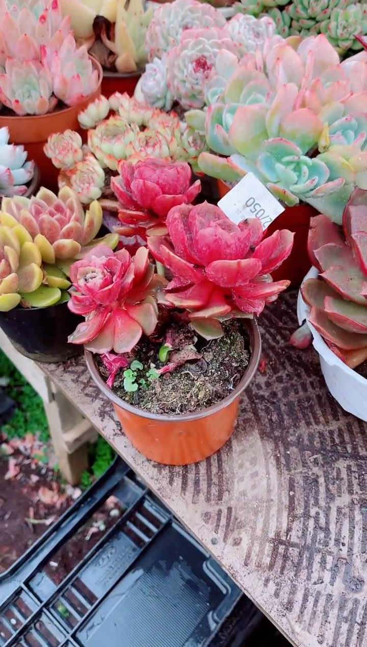 用****4跃跃精品多肉27050