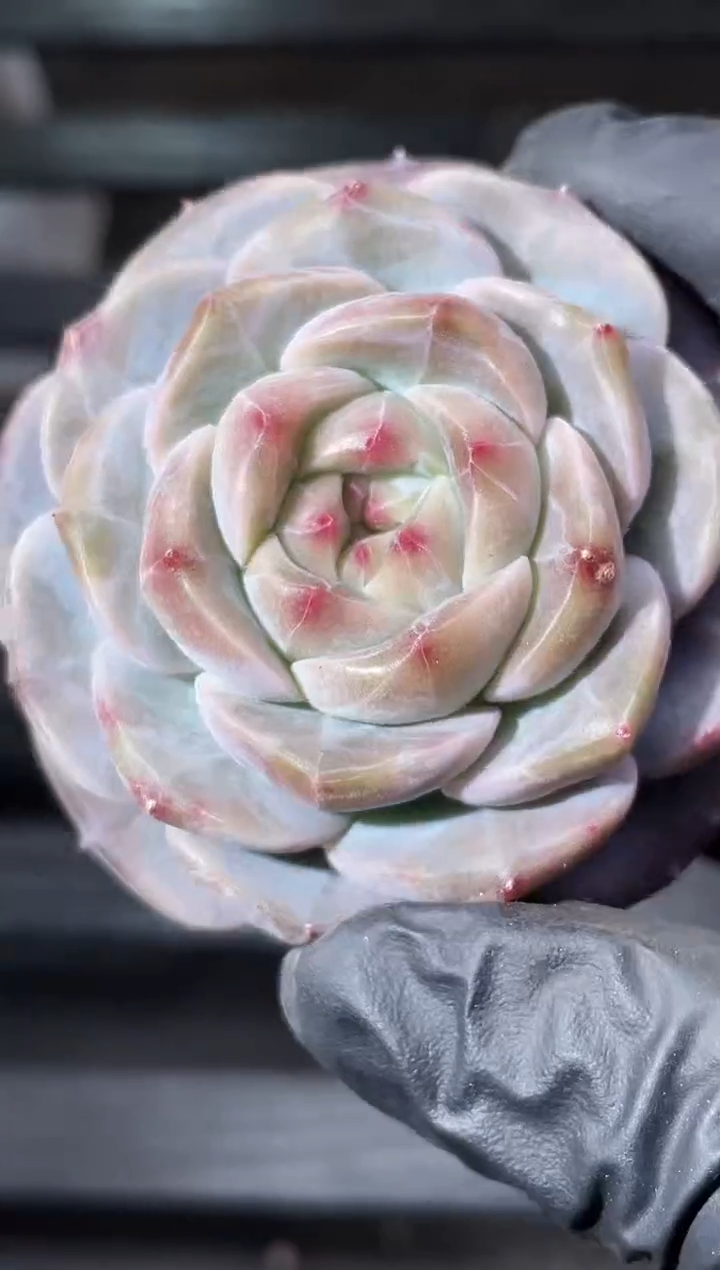 29-26 紫灵珠4-5厘米量拍发一颗