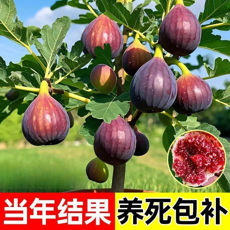 正宗无花果树苗波姬红无花果树苗盆栽地栽南北方种植耐寒当年结果