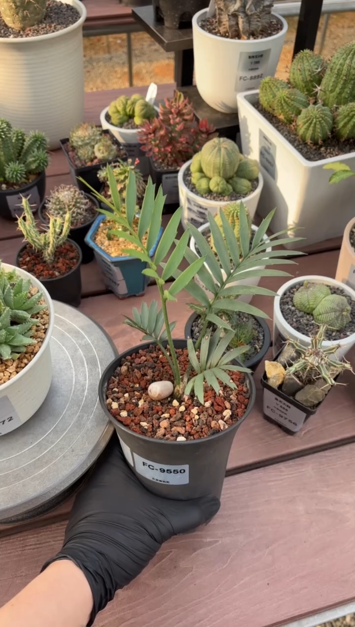 三刺非洲铁FC-9550