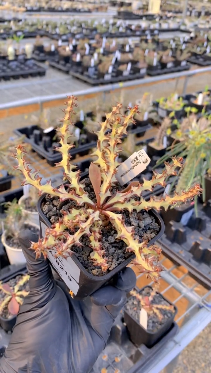 【闪购商品】瀛洲岛FA-8219