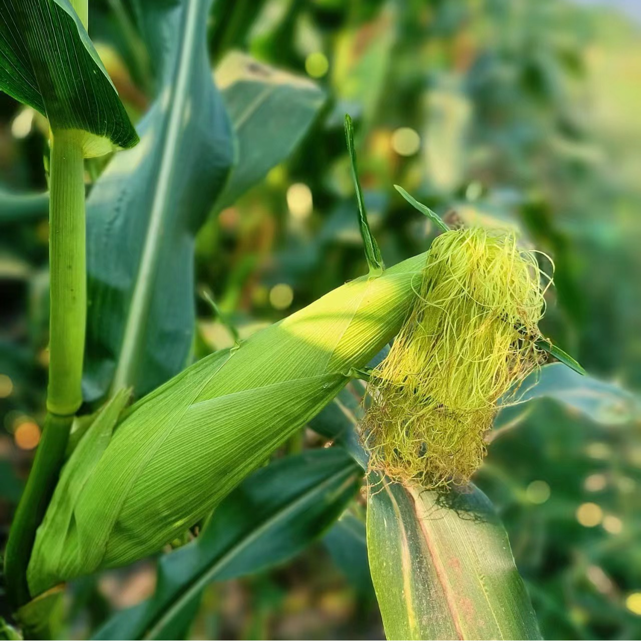 雯雯 海南美玉27 甜糯包谷 又甜又糯 净重3/5/10斤 去头去尾发货 只发川渝香糯玉米海南省