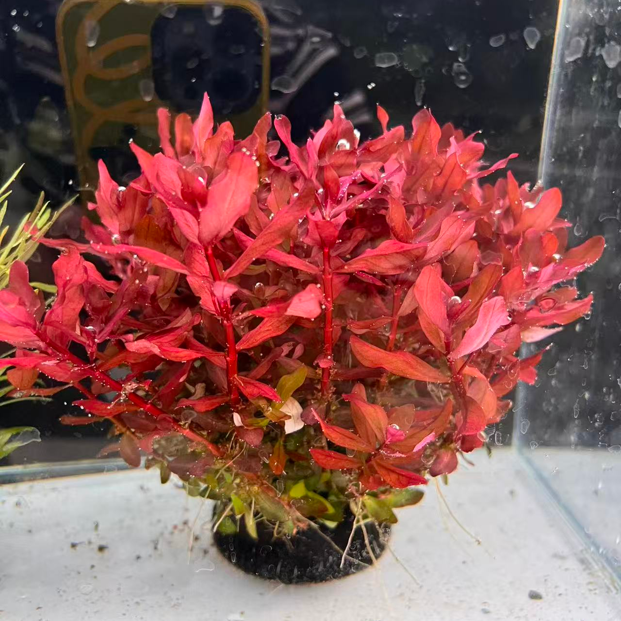 红柳红玫瑰坨草新手好养阴性水草可净化水质用于鱼缸造景