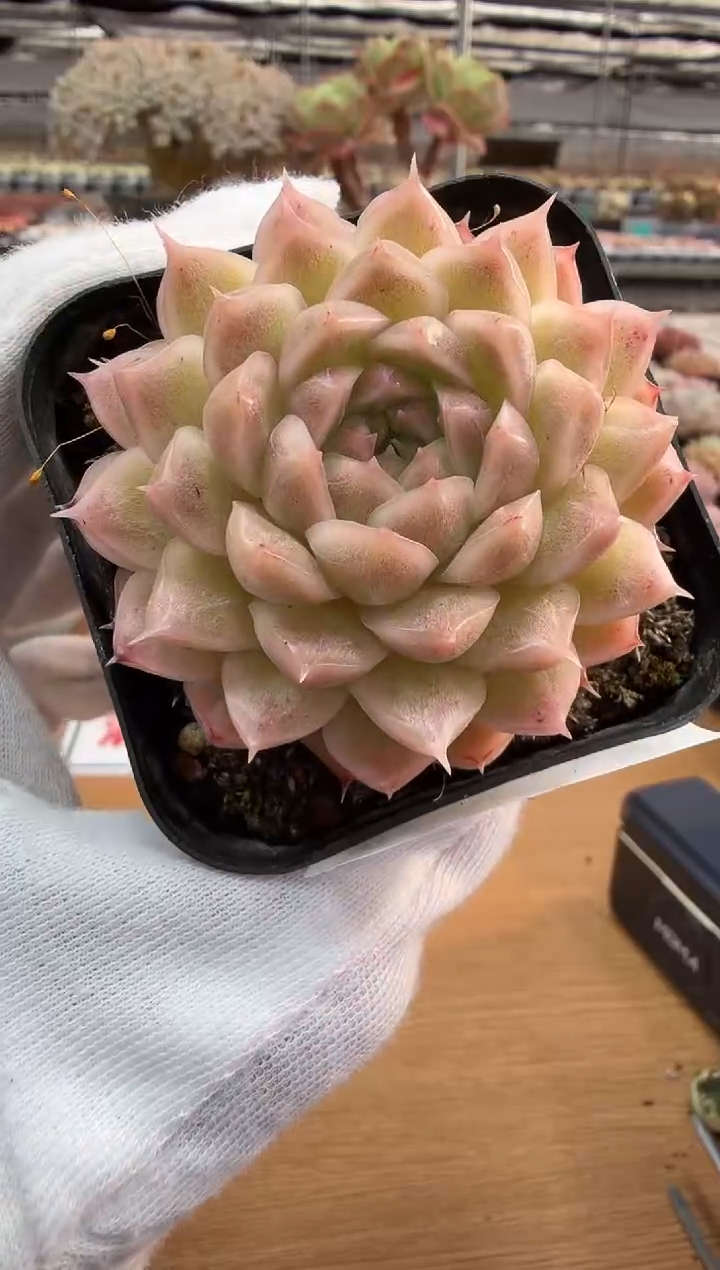 东云多肉园二店-268