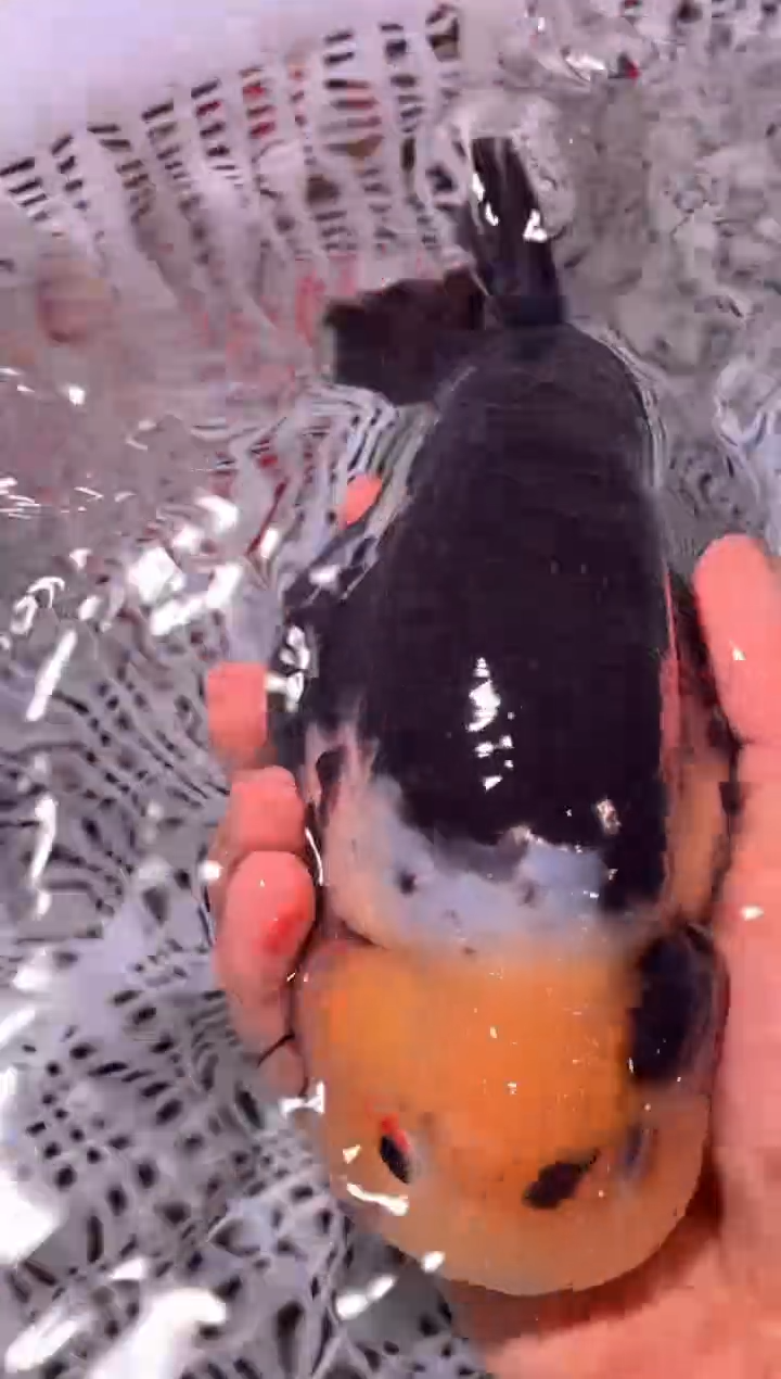 金鱼（运费到付，马印灯下展示）福州追鱼兰寿金鱼